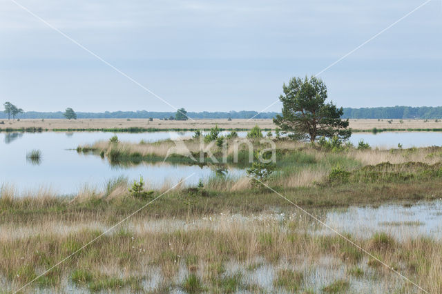 Nationaal Park Dwingelderveld