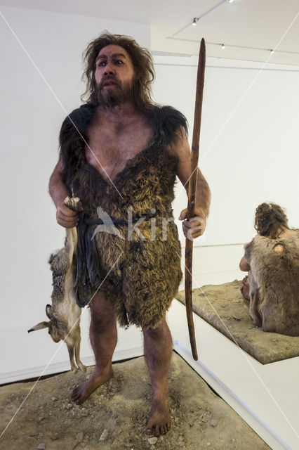 Neanderthaler (Homo neanderthalensis)