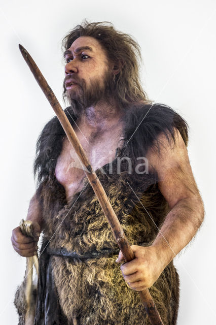 Neanderthaler (Homo neanderthalensis)