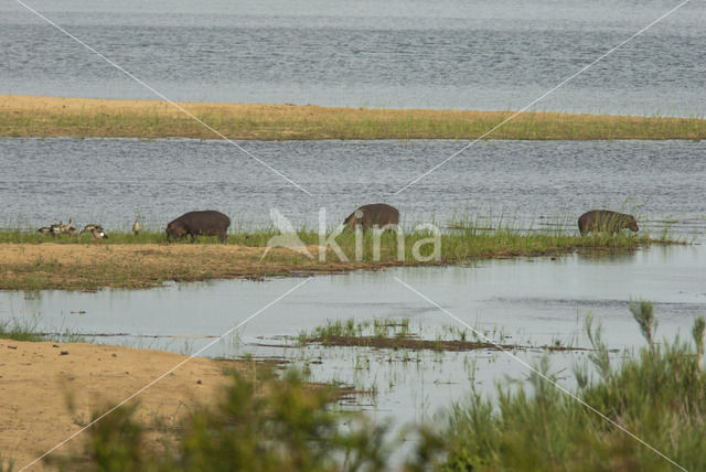 Nijlpaard (Hippopotamus amphibius)