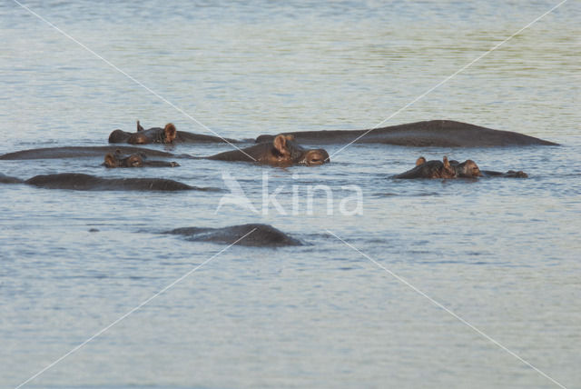 Hippopotamus (Hippopotamus amphibius)