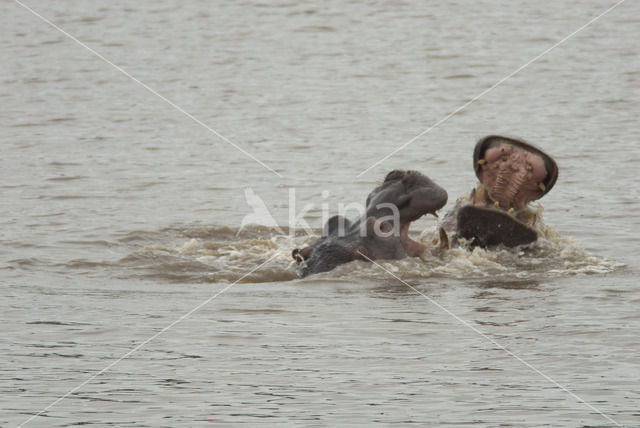 Nijlpaard (Hippopotamus amphibius)