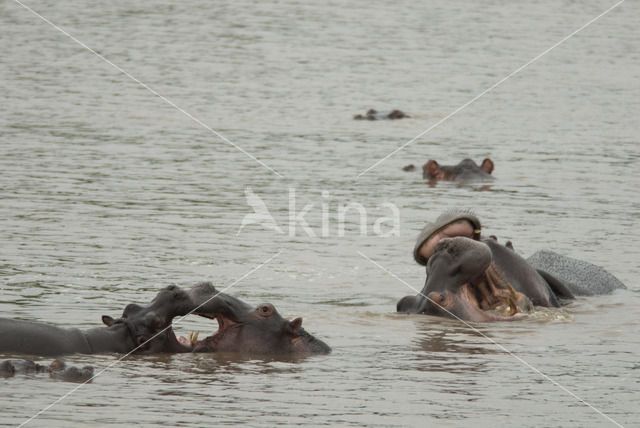 Nijlpaard (Hippopotamus amphibius)