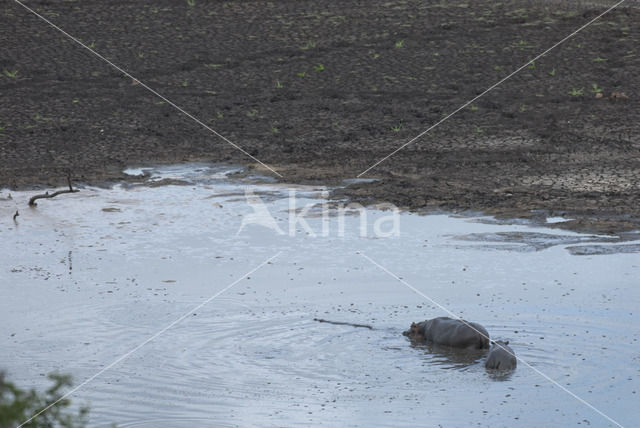 Nijlpaard (Hippopotamus amphibius)