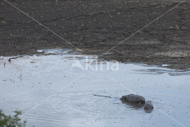 Hippopotamus (Hippopotamus amphibius)