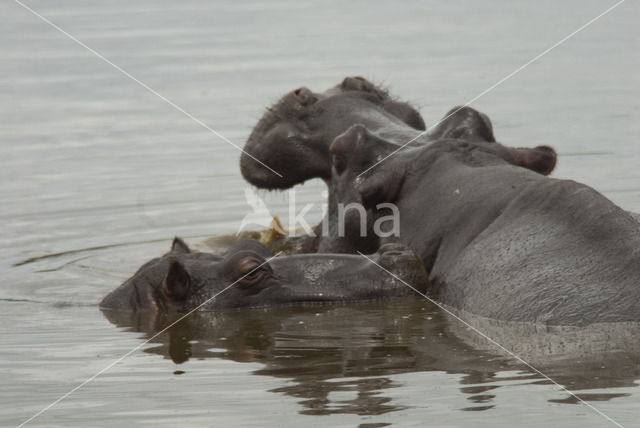 Nijlpaard (Hippopotamus amphibius)