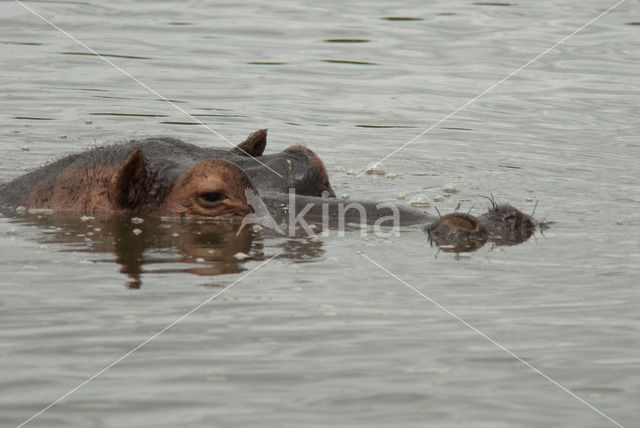 Nijlpaard (Hippopotamus amphibius)