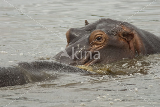 Nijlpaard (Hippopotamus amphibius)