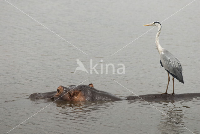 Hippopotamus (Hippopotamus amphibius)