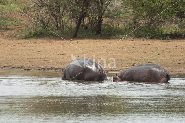 Hippopotamus (Hippopotamus amphibius)