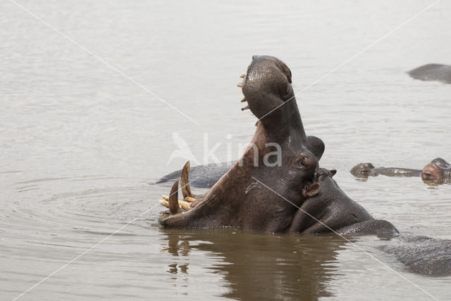 Hippopotamus (Hippopotamus amphibius)