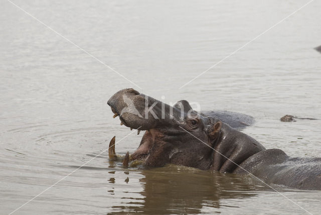 Nijlpaard (Hippopotamus amphibius)