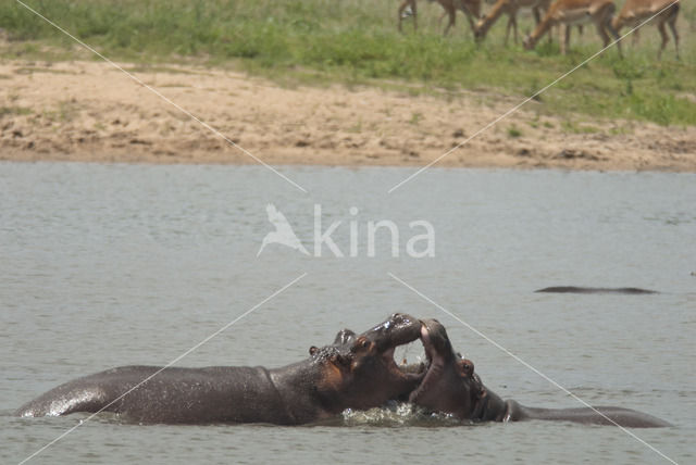 Nijlpaard (Hippopotamus amphibius)