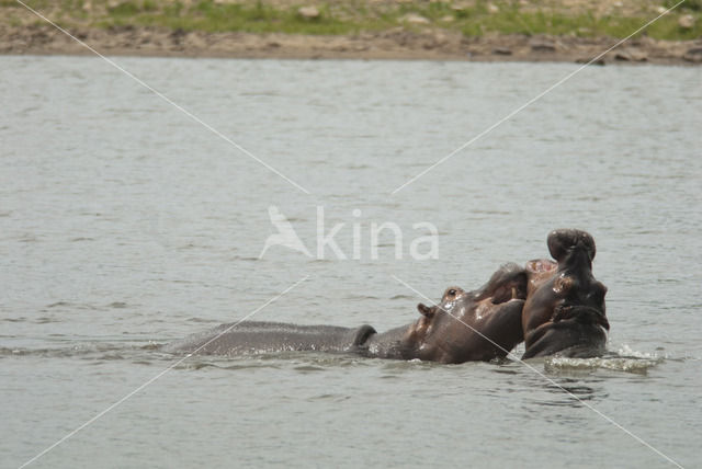 Hippopotamus (Hippopotamus amphibius)