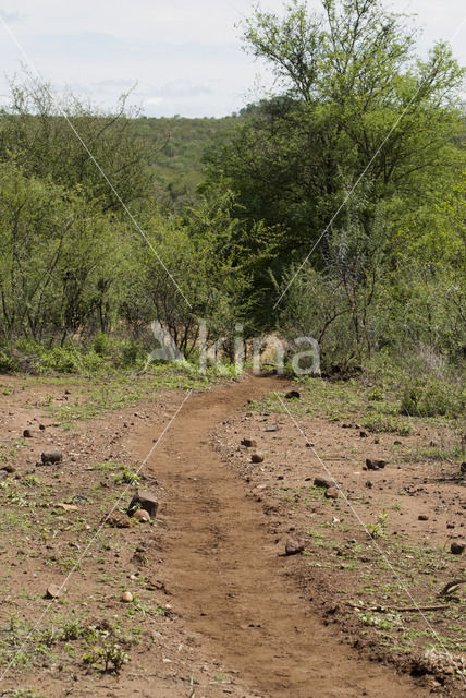 Hippopotamus (Hippopotamus amphibius)