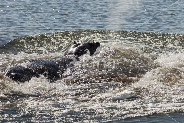 Nijlpaard (Hippopotamus amphibius)