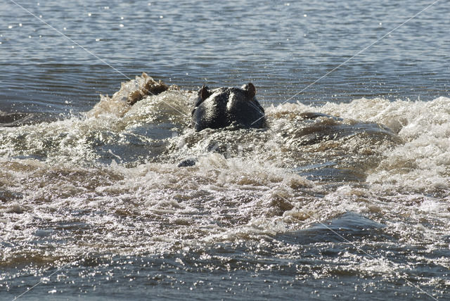 Hippopotamus (Hippopotamus amphibius)