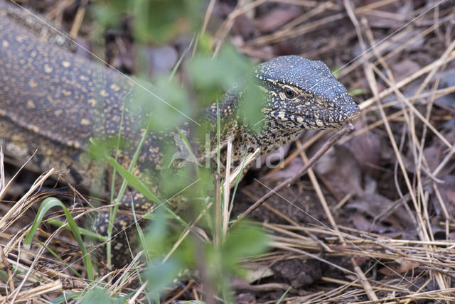 Nijlpaard (Hippopotamus amphibius)