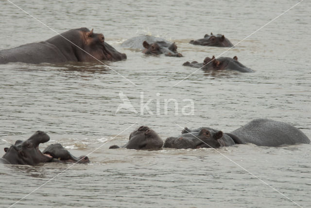 Nijlpaard (Hippopotamus amphibius)