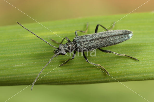 Oedemera lurida