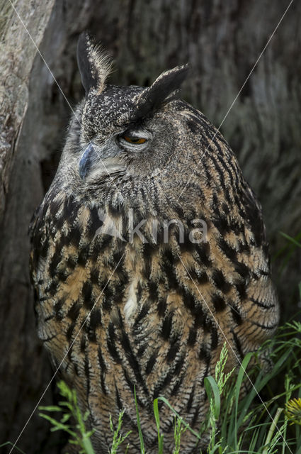 Eurasian Eagle-Owl (Bubo bubo)