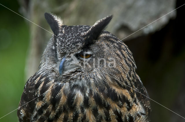 Eurasian Eagle-Owl (Bubo bubo)