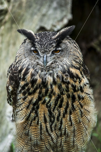 Eurasian Eagle-Owl (Bubo bubo)