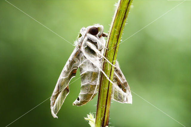 Oleanderpijlstaart (Daphnis nerii)