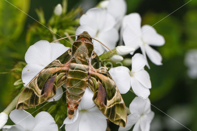 Oleanderpijlstaart (Daphnis nerii)