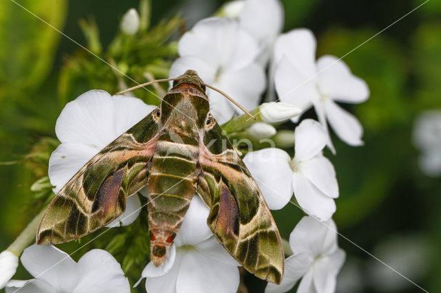 Oleander Hawk-Moth (Daphnis nerii)