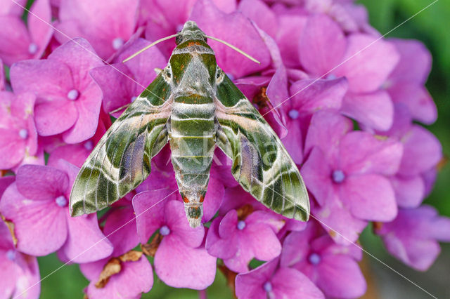 Oleanderpijlstaart (Daphnis nerii)