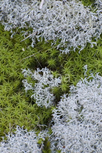 Cladonia portentosa