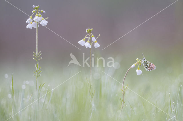 Oranjetipje (Anthocharis cardamines)