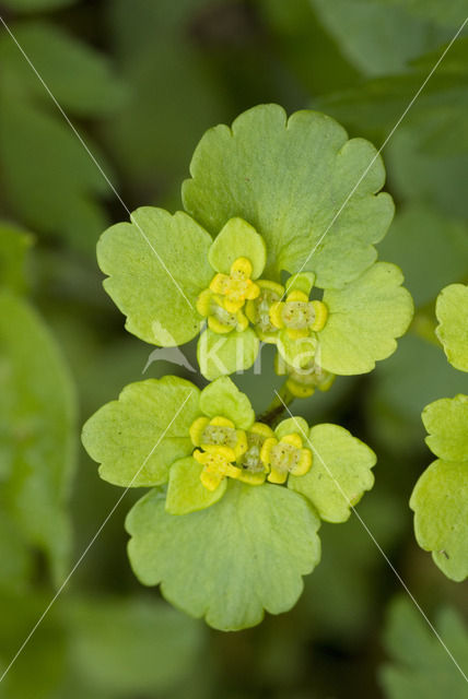 Paarbladig goudveil (Chrysosplenium oppositifolium)