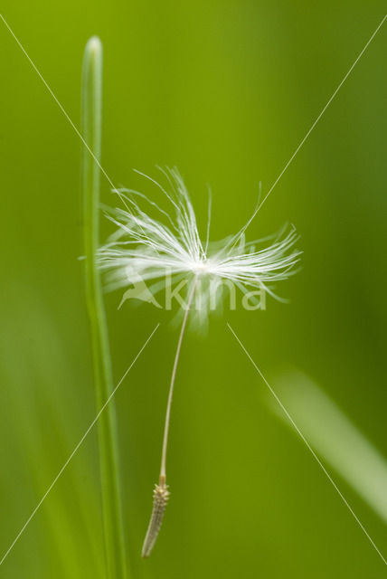 Common Dandelion (Taraxacum vulgare)