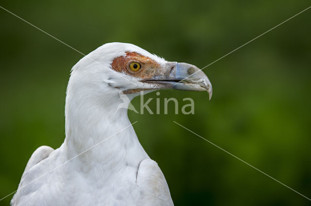 Palm-nut Vulture (Gypohierax angolensis)