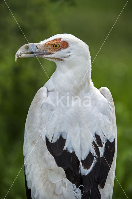 Palm-nut Vulture (Gypohierax angolensis)