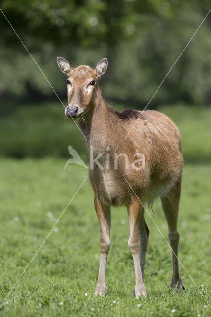 Pere David's deer (Elaphurus davidianus)