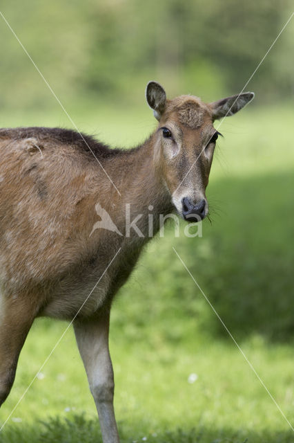 Pere David's deer (Elaphurus davidianus)