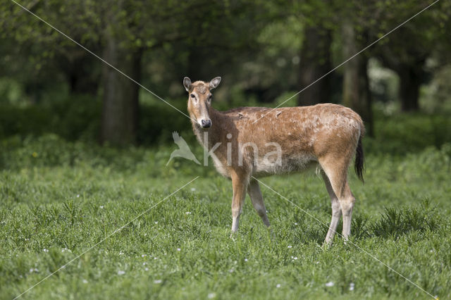 Pere David's deer (Elaphurus davidianus)