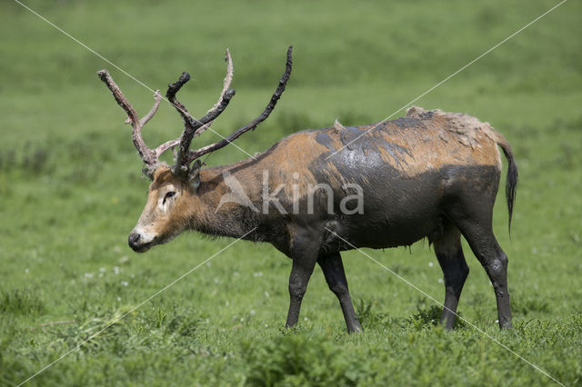 Pere David's deer (Elaphurus davidianus)