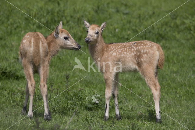 Pere David's deer (Elaphurus davidianus)