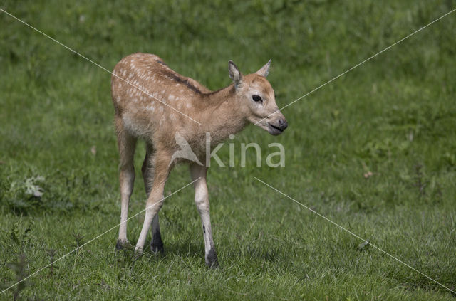 Pere David's deer (Elaphurus davidianus)