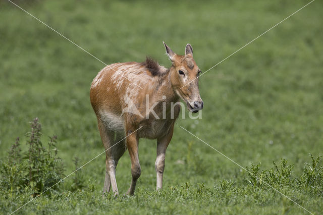 Pere David's deer (Elaphurus davidianus)