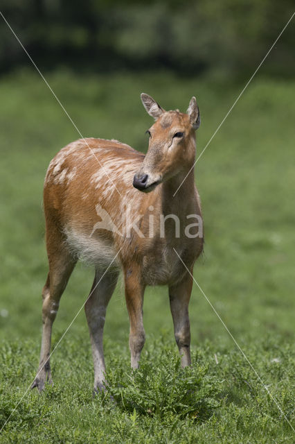 Pere David's deer (Elaphurus davidianus)