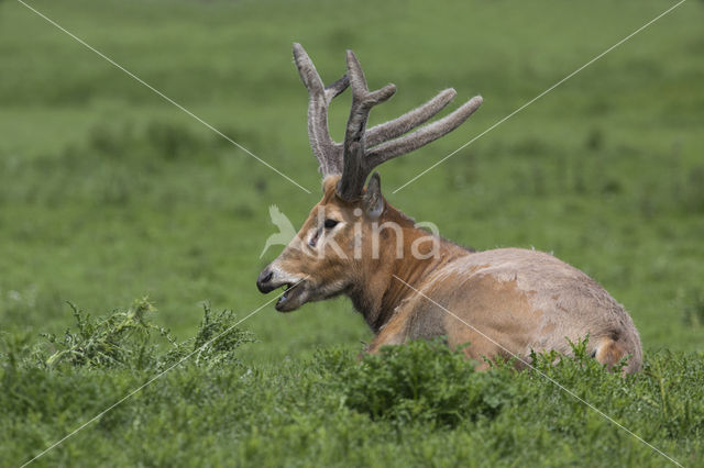 Pere David's deer (Elaphurus davidianus)