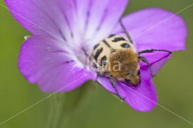 Penseelkever (Trichius fasciatus)