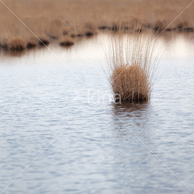 Purple Moor-grass (Molinia caerulea)