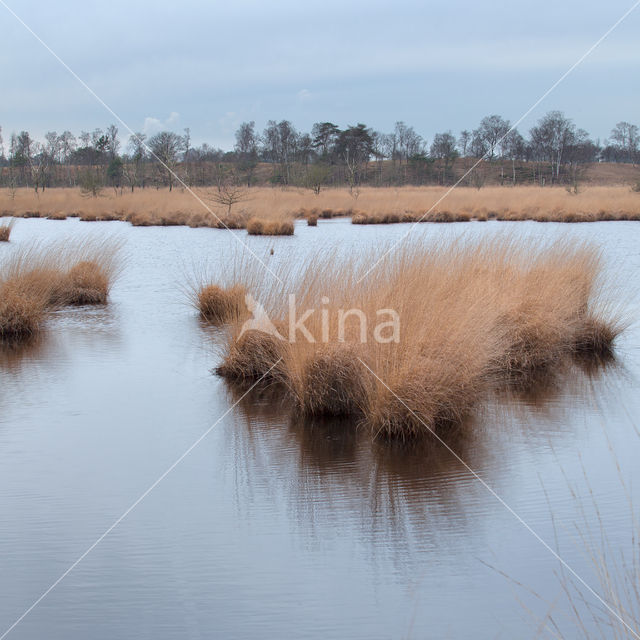 Purple Moor-grass (Molinia caerulea)