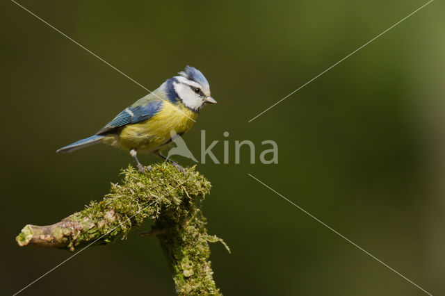 Blue Tit (Parus caeruleus)